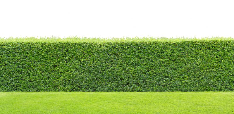 Hedge Landscaping