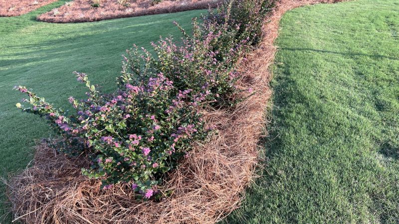 Pine Mulch Installation