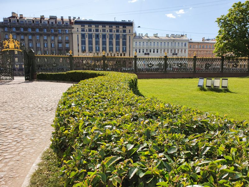 Privacy Shrub Installation