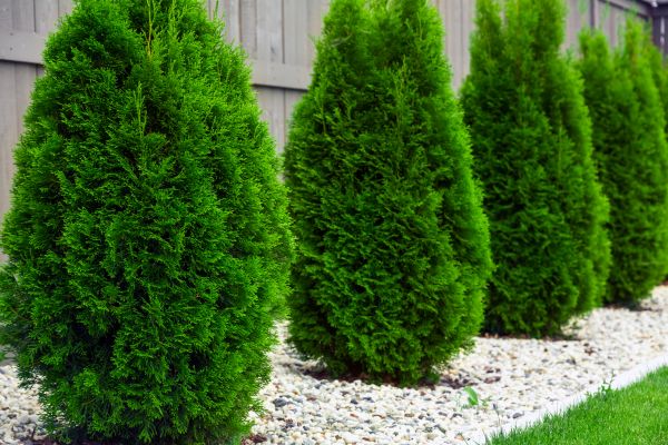 Arborvitae Planting in Englewood