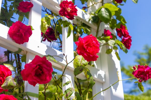 Home Gardening Service in Englewood