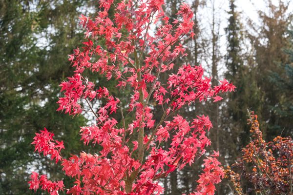 Japanese Maple Planting in Englewood