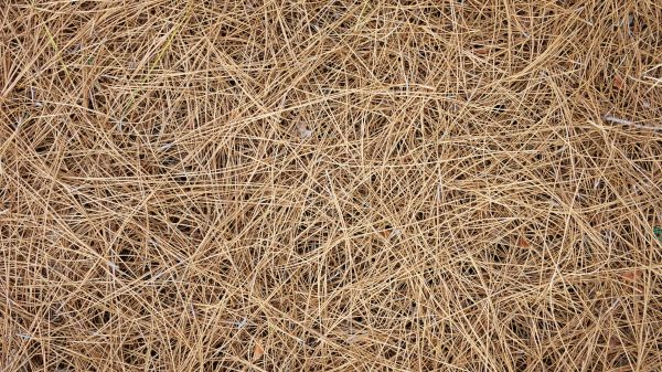 Pine Needles Delivery in Englewood