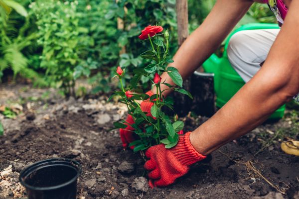 Planting Service in Englewood