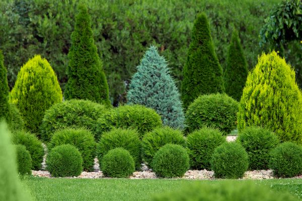 Shrub Replacement in Englewood