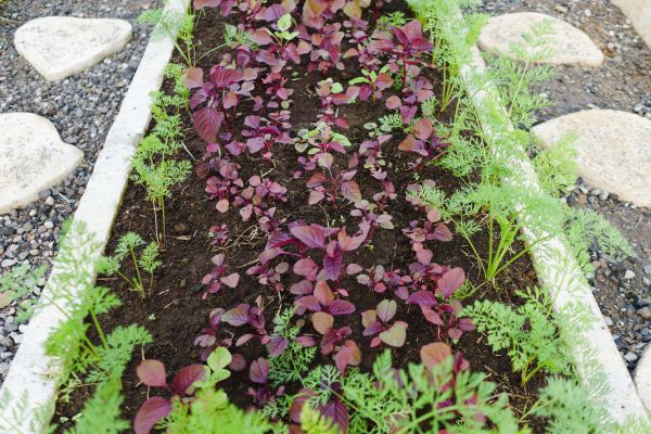 Edging Installation in Englewood