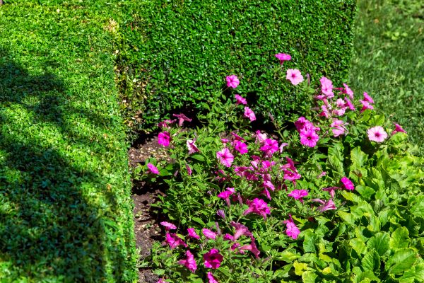 Softscaping Service in Englewood