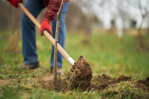 Tree Replacement in Englewood