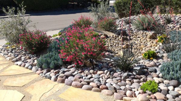Xeriscape Landscaping in Englewood