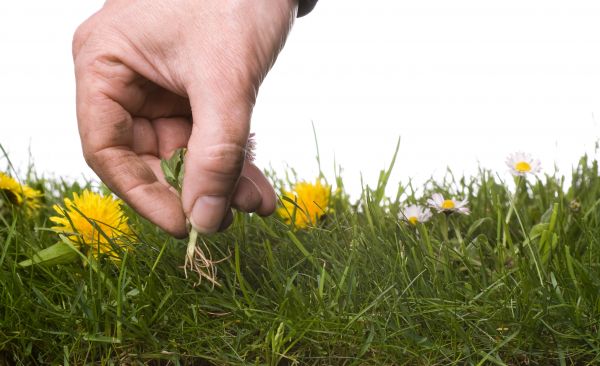 Lawn Weeding in Englewood