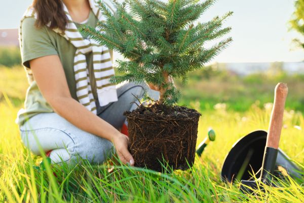 Spruce Tree Planting in Englewood