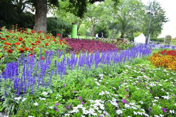 Perennials Planting in Englewood