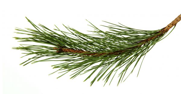 Pine Needles Installation in Englewood