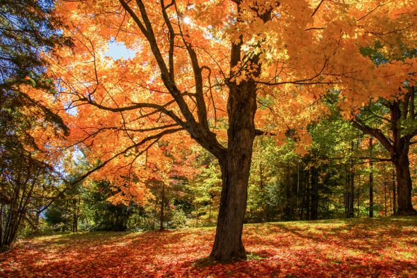 Maple Tree Planting in Englewood