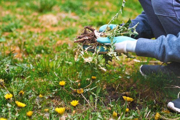 Flower Bed Clearing in Englewood