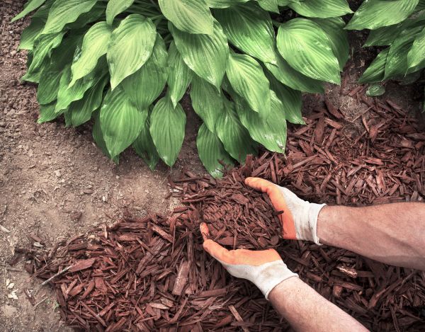Bark Spreading in Englewood