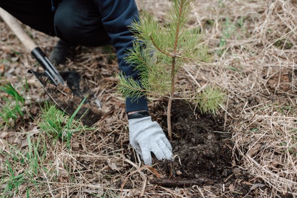Pine Tree Planting in Englewood