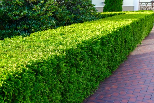 Hedge Installation in Englewood