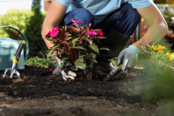 Plant Replacement in Englewood