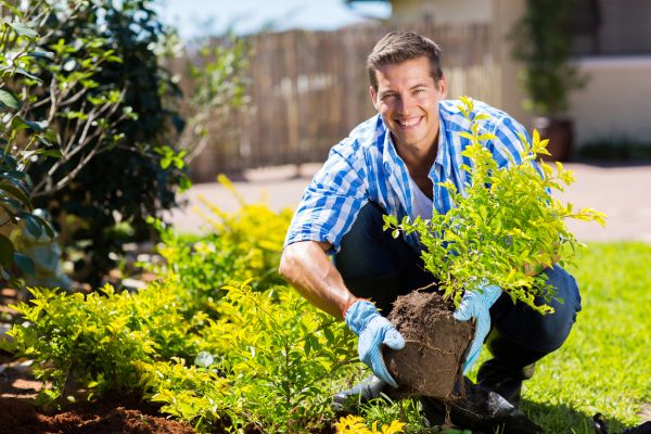 Shrub Landscaping in Englewood