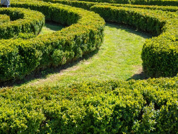 Bush Landscaping in Englewood
