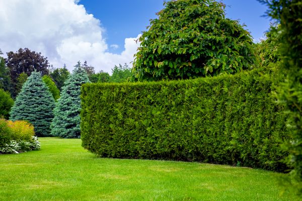 Hedge Landscaping in Englewood