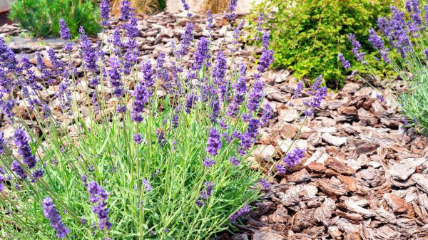 Pine Bark Landscaping in Englewood
