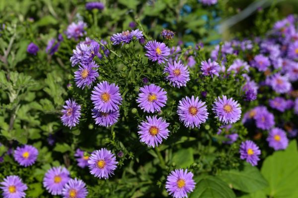 Perennial Flower Planting in Englewood