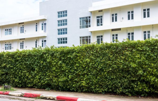 Privacy Landscaping in Englewood