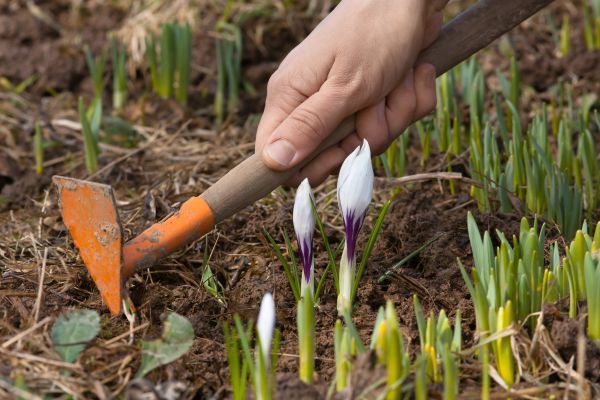 Flower Garden Weeding in Englewood