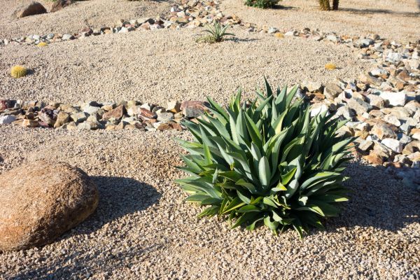 Xeriscaping Service in Englewood