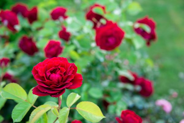 Rose Planting in Englewood