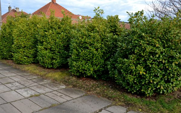 Privacy Shrub Installation in Englewood