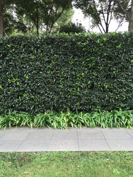 Privacy Shrub Planting in Englewood