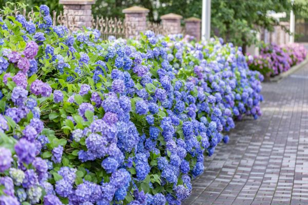 Hydrangea Landscaping in Englewood