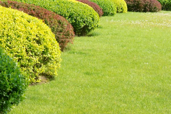 Shrubbery Planting in Englewood