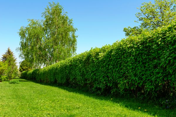 Hedge Replacement in Englewood