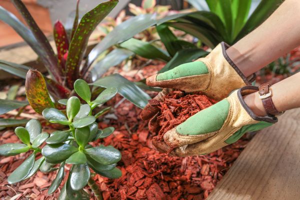 Cedar Mulch Installation in Englewood