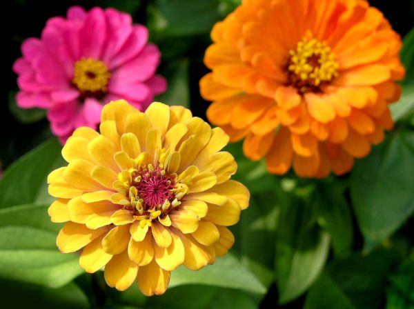 Zinnia Planting in Englewood