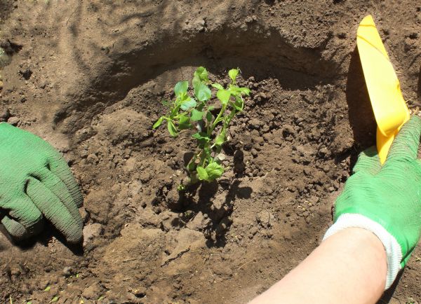 Rose Bush Planting in Englewood