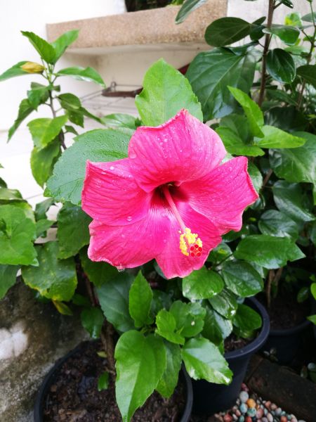 Hibiscus Planting in Englewood