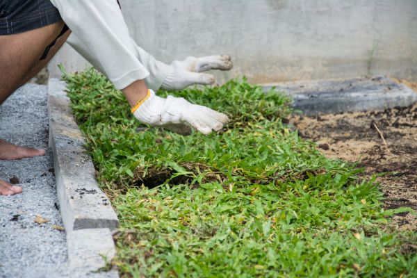 Ground Cover Planting in Englewood