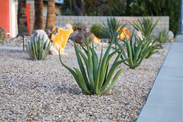 Drought Resistant Landscaping in Englewood