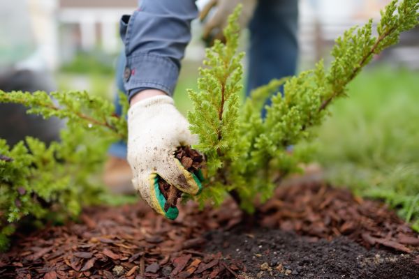 Church Mulching in Englewood