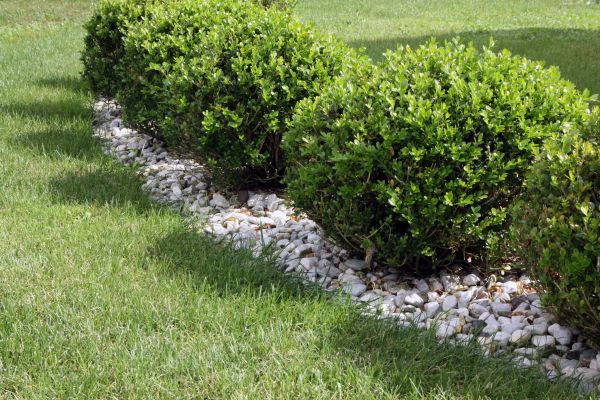 Boxwood Planting in Englewood
