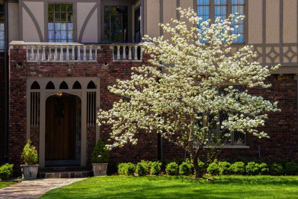 Dogwood Tree Planting in Englewood